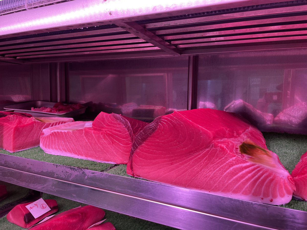 maguro_uokane's tweet photo. おはようございます🙆‍♂️
本日は105キロ塩釜天然本マグロが入荷しました🙆‍♂️
色、味、身質、すべてばっちりの最高の魚です🙆‍♂️🙆‍♂️🙆‍♂️
値段もまだそこまで高くないので、是非この機会にご賞味下さい🙆‍♂️

75キロ塩釜脂バチも入荷しております🙆‍♂️
こちらも色良し、脂あり、ウミっけもなしということなし🙆‍♂️🙆‍♂️🙆‍♂️ https://t.co/S8wCrBhgqG