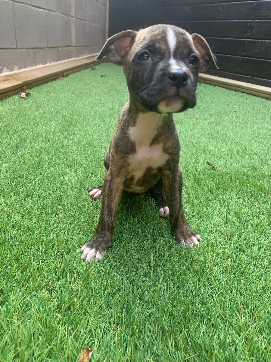 pphappyanimals's tweet photo. ¿Sabíais que de los 6 cachorritos de @life4pitbulls que nos visitaron en el Templo sólo quedan dos por adoptar?

Son Nevio y Naima 😍

¿Les ayudamos a encontrar un hogar pericos?

#rcde #unpericonoabandona https://t.co/vqG5QMoILF
