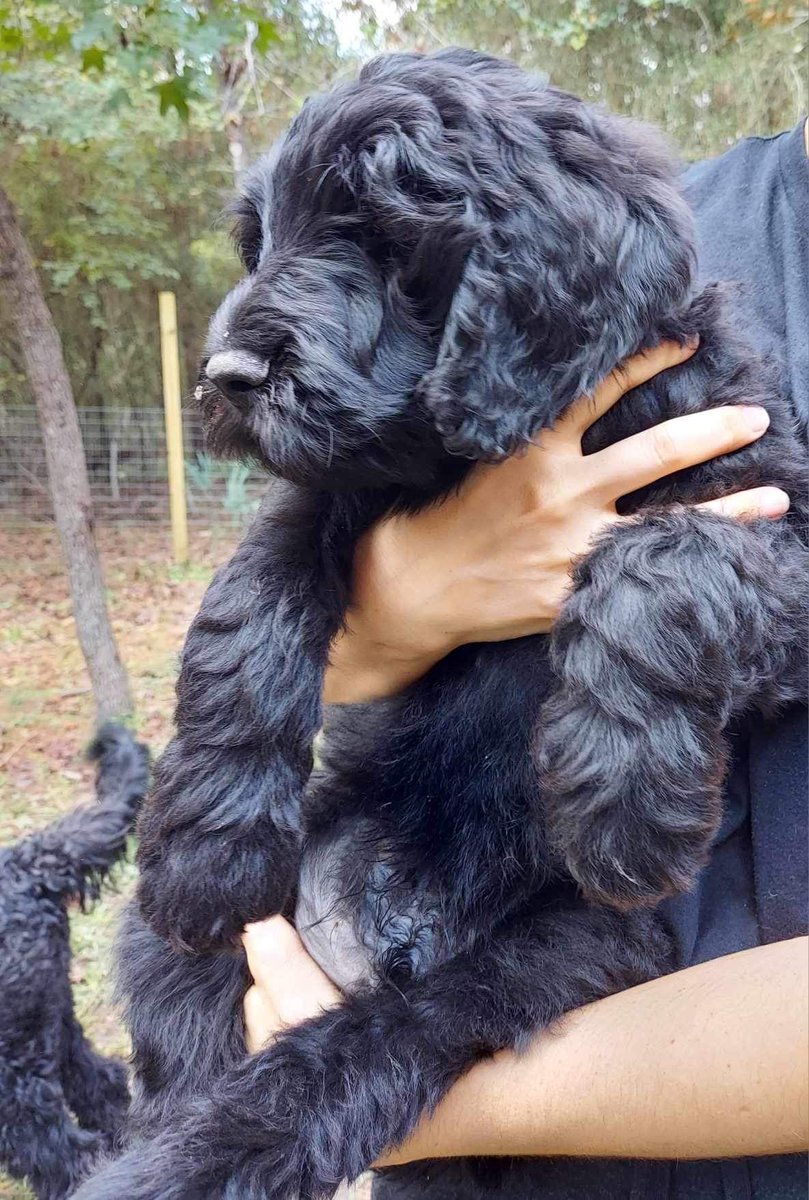 afroqweenHTX's tweet photo. We finally found the perfect pup for my service companion! Unfortunately I’ve not been able to work as much and I’m hoping some fine humans are willing to give to my cause. 

Cash app is $tam032015 https://t.co/wGMYofeEOF