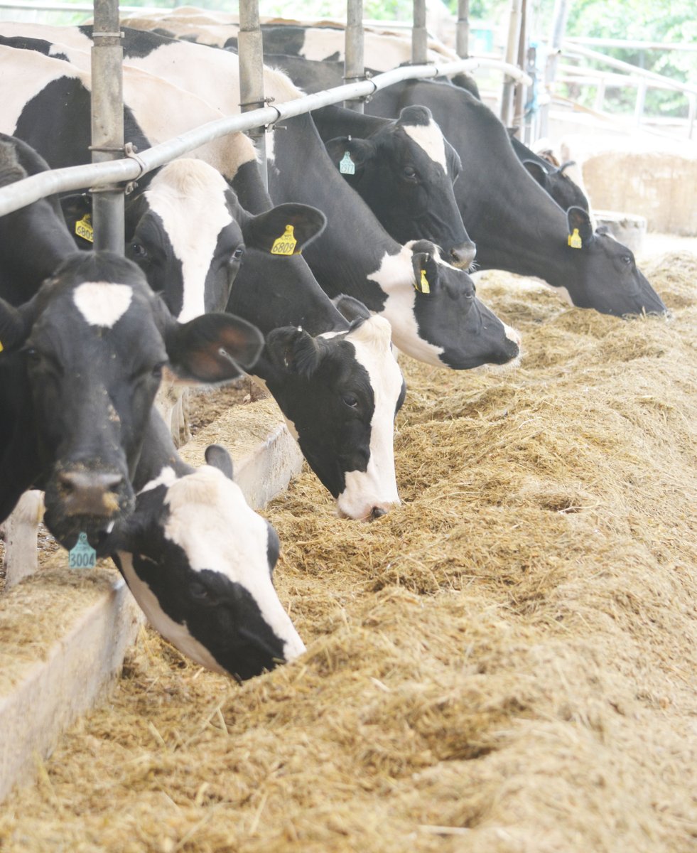 The Northeast Dairy Business Innovation Center (NE-DBIC) announced today that two Existing Dairy Processor Expansion Grants have been award to NJ Dairy producers. Read more at bit.ly/3udC5Vu. @JerseyFreshNJDA @AmericanDairyNE @NJFarmBureau @RutgersNJAES @NJFFA