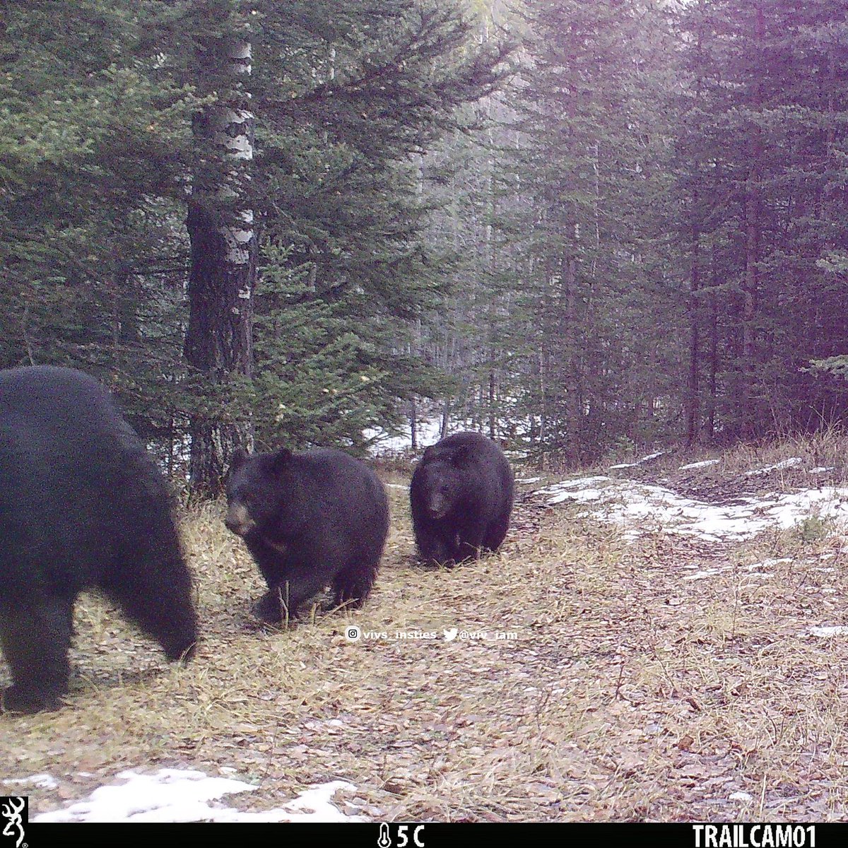 viv_iam's tweet photo. Well this was a surprise to find on the #trailcamera!! Latest we have ever had a #blackbear on the cameras. This is mom bear with her two remaining #cubs, who look roly-poly healthy for their long snooze!! (Nov 5th, 2023 - 5 pm) 🐻🐾🐾 https://t.co/6vZoNGGMG4