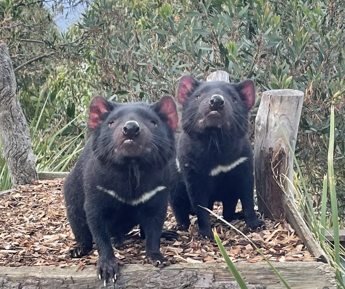 Bonorong Wildlife Sanctuary tweet media