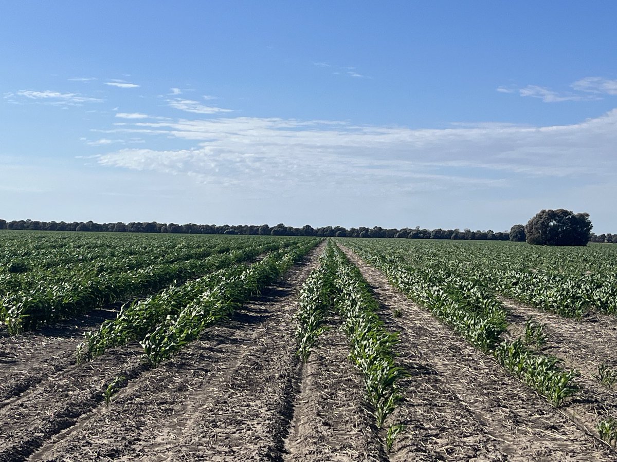 Bit of a follow up on the sorghum . Looks happier after 33mm . First rain since July . I’m thinking it’s important to have even the summer crop planter be able to moisture seek .