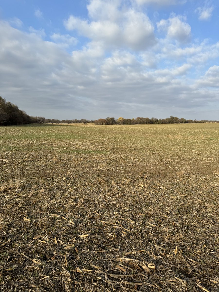 JeremySundgren's tweet photo. The wheat is popping on our 486 acre land auction tonight! #InvestinLand #SundgrenAuction #KansasLand https://t.co/6piR6aPd9N