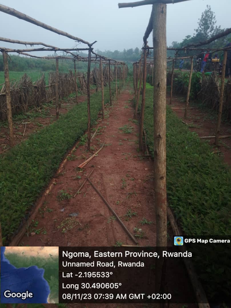 rudahaju's tweet photo. @RugeseCell, @Rurengesec hatanzwe Ibiti bivangwa n'imyaka bingana (14,880) Abahinzi bakaba bashimira Nyakubahwa President @PaulKagame ukomeje kubitaho  abaha ibibafasha mubuhinzi bwabo, harimo kubaha ifumbire, imbuto, ibiti,...
Igikorwa cyagenze neza! @NgomaDistrict @RwandaEast https://t.co/xP8QKn6zz6