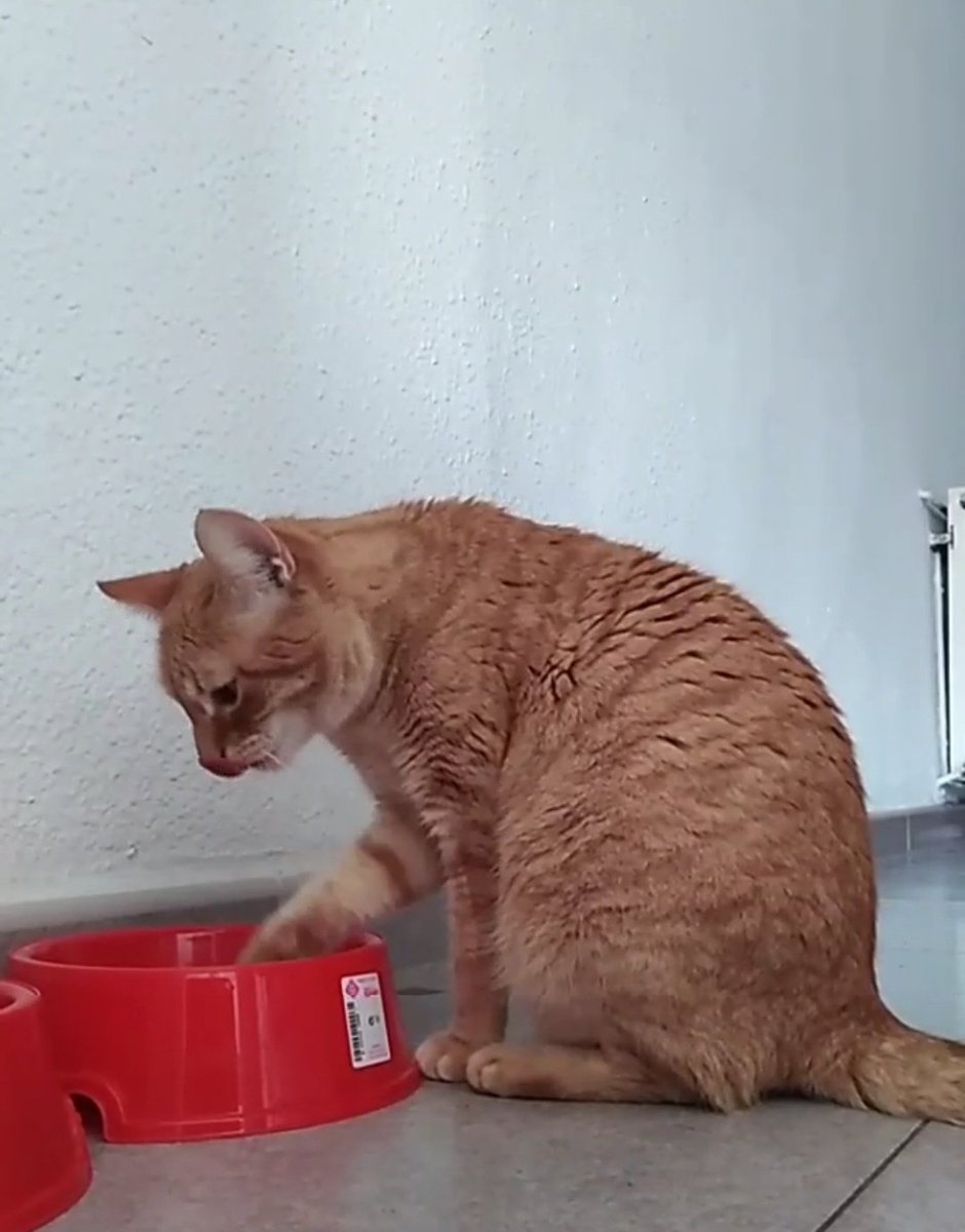 Queridas
A mi gata le ha salido un tumor maligno y la operación me cuesta 450 + quimioterapia (aún no sé el precio) y soy una chica con diversidad funcional en paro. 
Cualquier ayuda es poca
Bizum 633122263