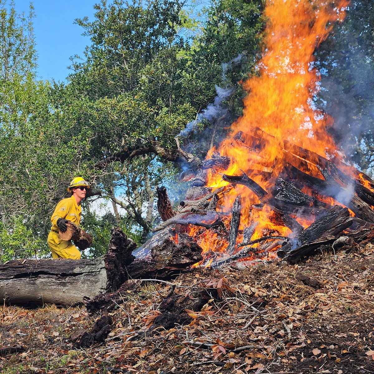 marinparks's tweet image. They&apos;ve got your back. @MarinCountyFire Tam Crew pile burn on King Mountain, Larkspur. #defensiblespace