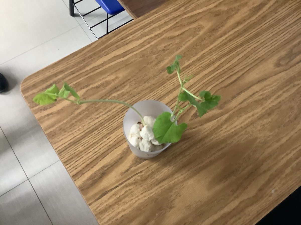 cbc_segundo's tweet photo. What can I do to protect plants?
Bean plant 🌱 🪴 
Final result

#somosbuhos #soycalmecac #somosknotion #adsinprocess #everyonecancreate https://t.co/4gl9MmOQTg
