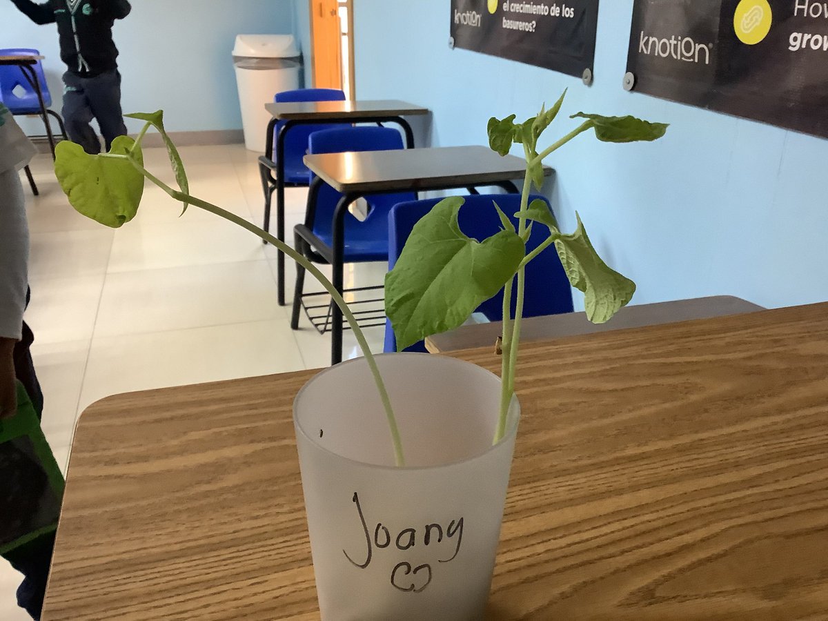 cbc_segundo's tweet photo. What can I do to protect plants?
Bean plant 🌱 🪴 
Final result

#somosbuhos #soycalmecac #somosknotion #adsinprocess #everyonecancreate https://t.co/4gl9MmOQTg