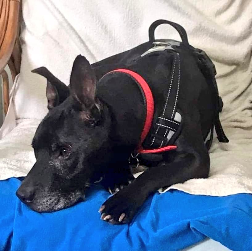 Evening all, Caesar here to say night night 😴 Sleep tight everyone, I'll be ere waiting for my furever pawrents 🐾 I'm a good boy who loves walks & giving staffy snogs to my pals 😘 Here's a link to my adoption page if you could give me a snuggly home seniorstaffyclub.co.uk/adopt-a-staffy… ❤️