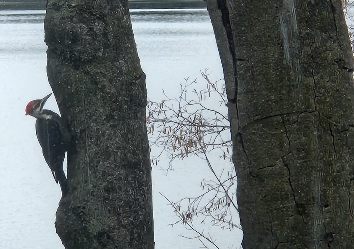 Next wk these 2 beech trees will be felled. The pileated #woodpecker lunching on the invasive beech scale insect will need another diner. A native fungi is part of their demise. Up to 85% of the trees will die in 10yrs. I wonder what #Darwin would make of today ?