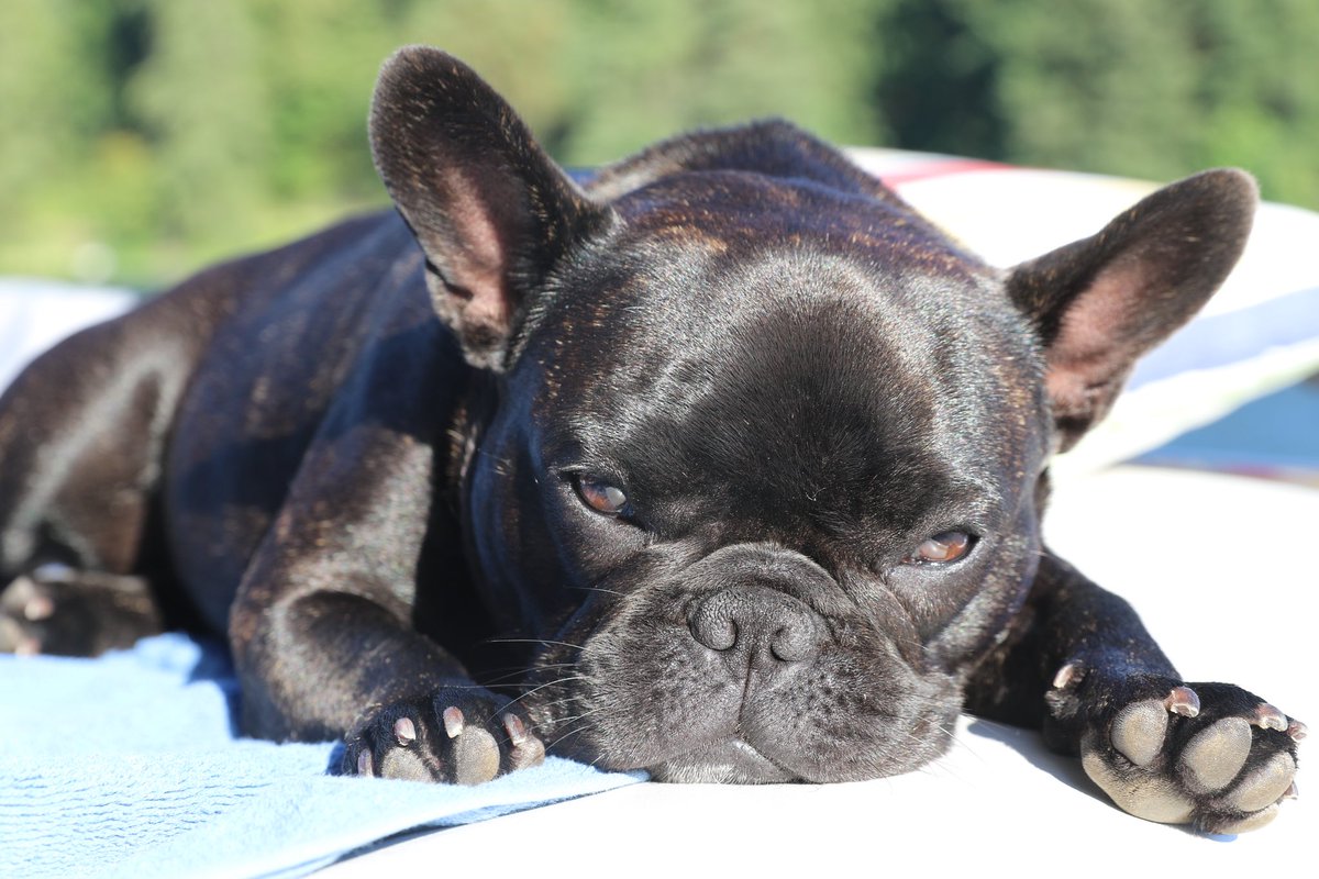 Chilling today! #frenchie #frenchbulldog #puppy #bulldog #cutedog