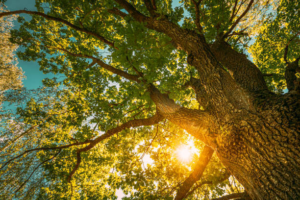 Illinois is home to a variety of tree species, including oak, hickory, maple, and ash. Some of these trees can live for hundreds of years, providing shade, beauty, and wildlife habitat for generations to come. #TreeSpecies #IllinoisForests