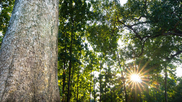 KBStumps's tweet image. Trees have stories to tell. Do you have a memorable tree or stump story from your childhood? Please share it with our community! #TreeTales #MemoryLane