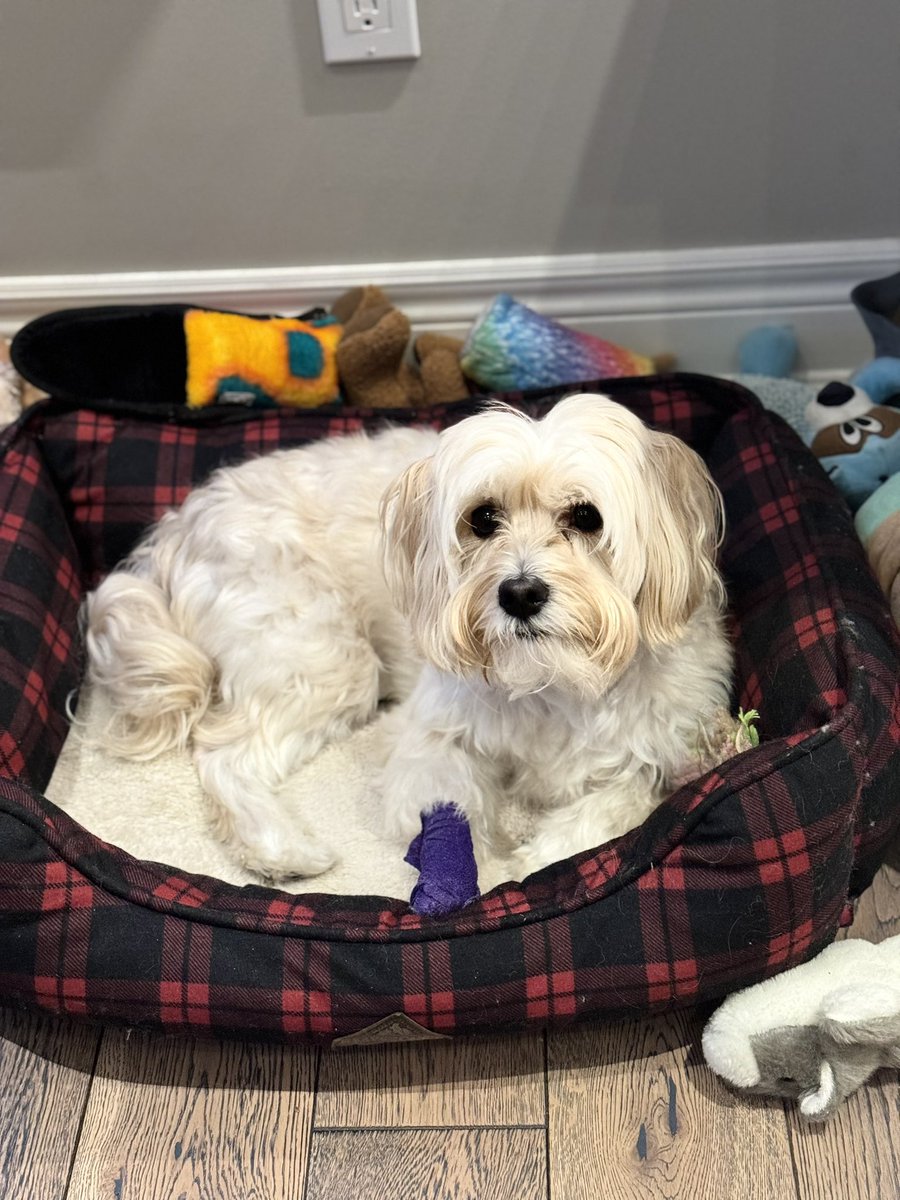 Dr. Taima Moeke-Pickering She/Her 🐶🌈 tweet media