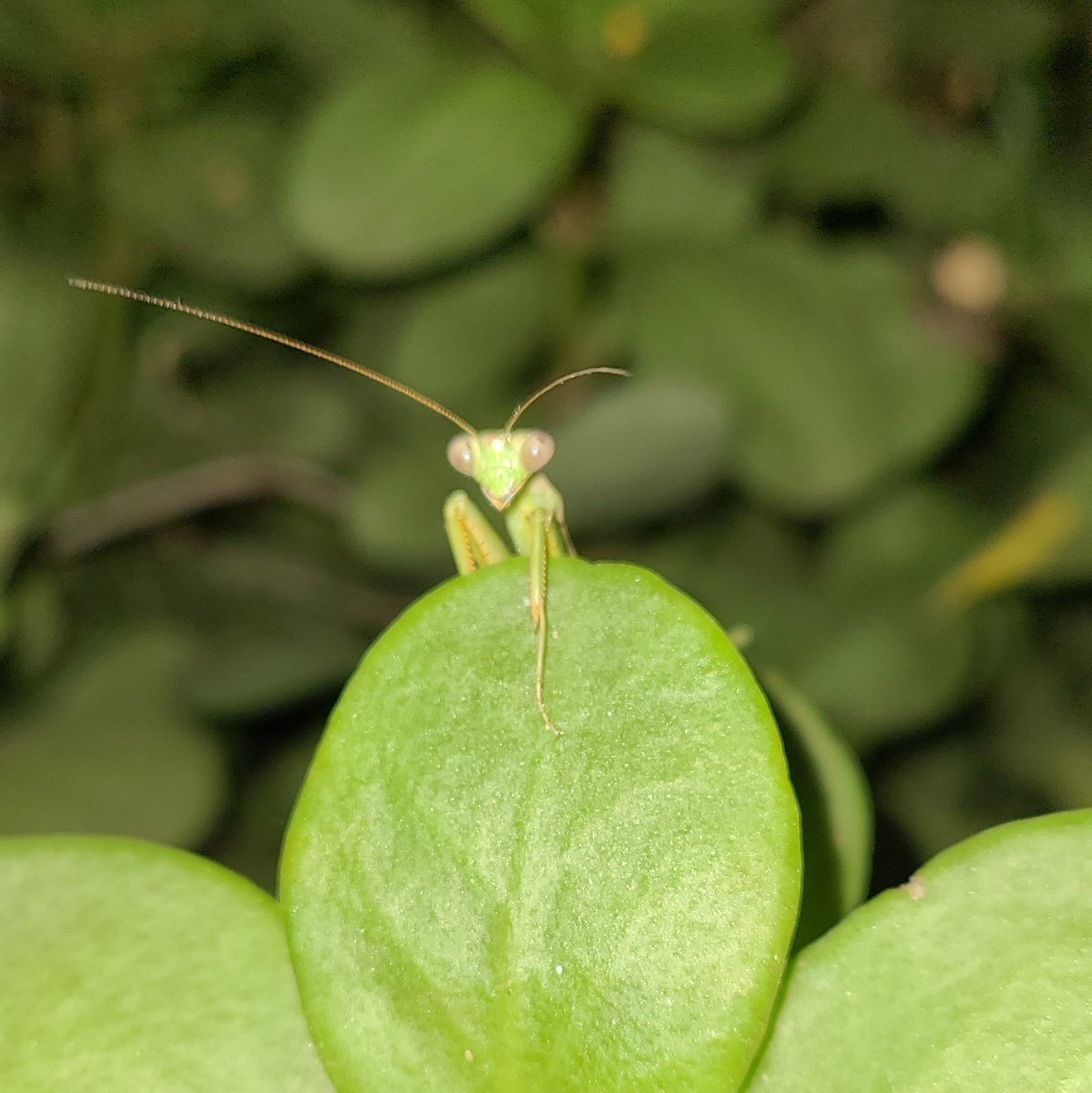 I forgot to tweet for a bit. Have some photos of this cute mantis in my yard.