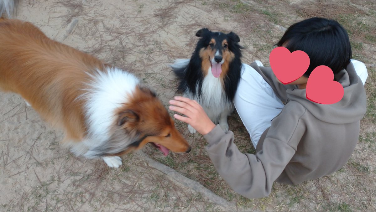 今日で3年みたいです
アネラだけだった1年目..🐶💕
マノアを迎えたけど🐶🐶💕 
弟ｸﾝ不在だった2年目..😢
みんな元気に迎えられた今日🍀✨
感謝です🙆
写真は11/5に行った新舞子のラン
 #MyXAnniversary