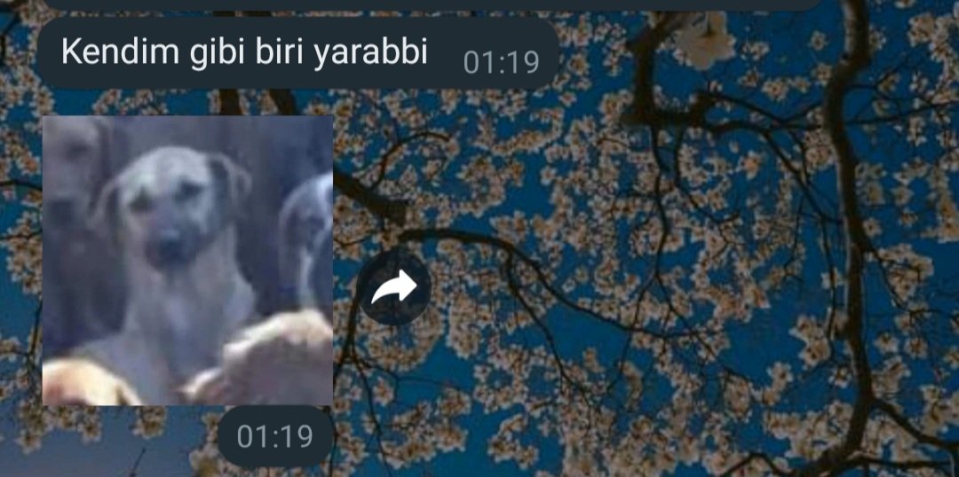 üç tane yedi 🤣🤣