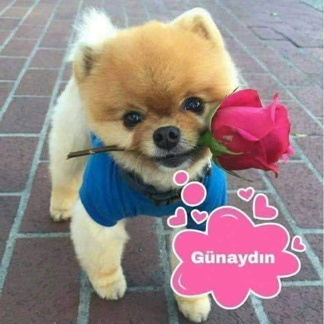 TEKİRDAĞLI BORA (@cinar58474424) on Twitter photo 