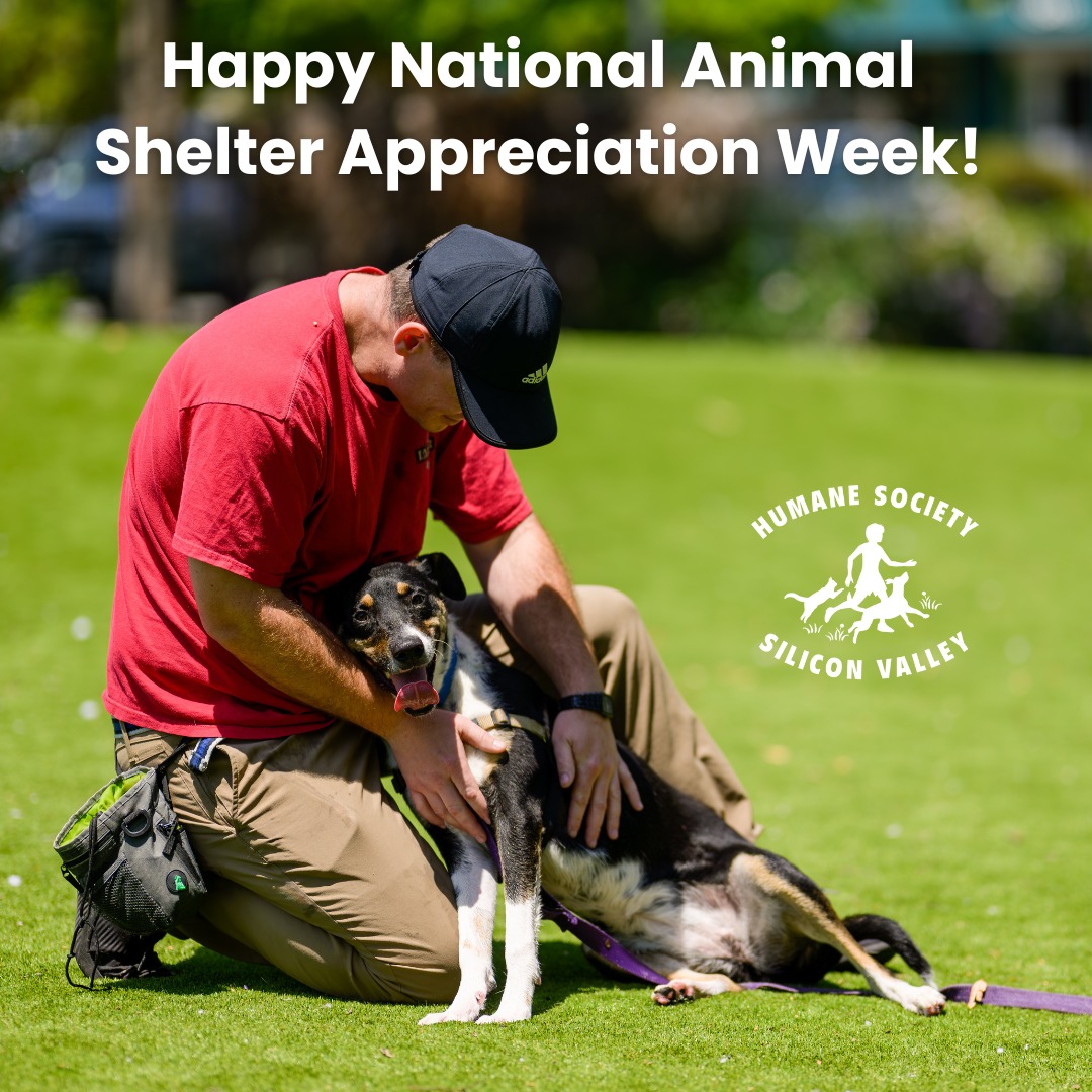 Happy National Animal Shelter Appreciation Week! Leave a comment for our hard-working HSSV staff and share the love - they surely deserve it! #shelterworkersrock #hssv #nationalanimalshelterappreciationweek
