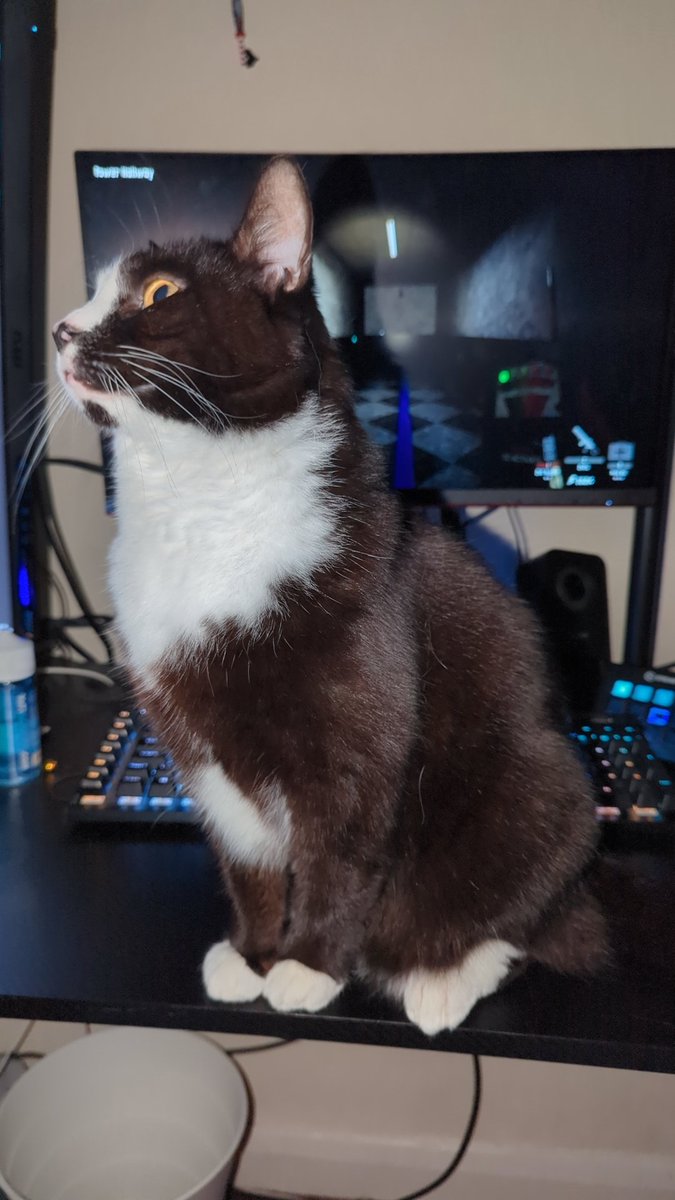Redstallion94's tweet photo. Mid stream...this cutie is joining us for spooky games! https://t.co/g6yZul2Bf9 https://t.co/NCNufjZmul