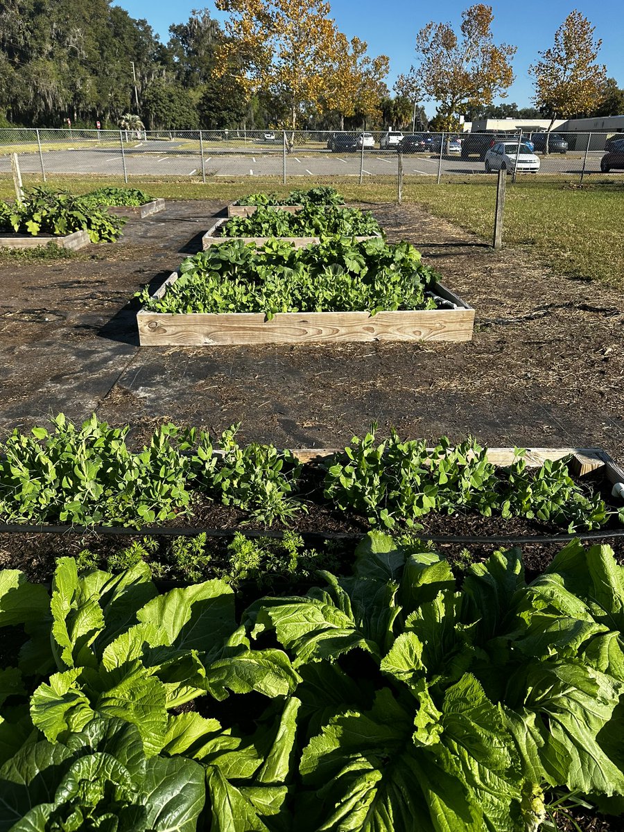 Christopher Roy (@royfansfl) on Twitter photo North Marion middle school is creating future farmers with production like this! <a href="/KinardsConnect1/">Kinard’s Connections</a> @LivengoodDC <a href="/MCPSWellnessPE/">Charity Corneliussen</a> <a href="/dixonk2019/">kristi Dixon</a> North Marion middle school is creating future farmers with production like this! <a href="/KinardsConnect1/">Kinard’s Connections</a> @LivengoodDC <a href="/MCPSWellnessPE/">Charity Corneliussen</a> <a href="/dixonk2019/">kristi Dixon</a>