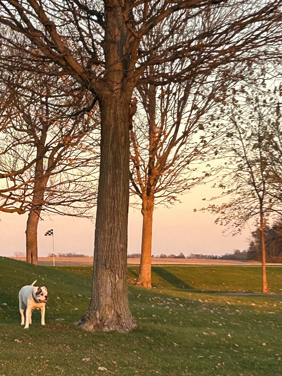 pucksHH's tweet photo. Max is out chasing squirrels ๐ฟ๏ธ and sunsets ๐
#everyonelovesmax #golflife #fallevenings https://t.co/RquGi07UZM