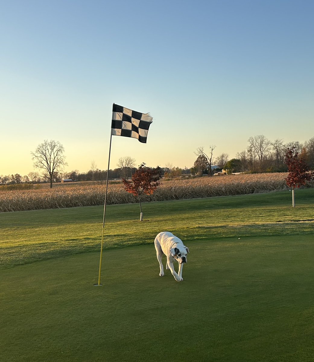 pucksHH's tweet photo. Max is out chasing squirrels ๐ฟ๏ธ and sunsets ๐
#everyonelovesmax #golflife #fallevenings https://t.co/RquGi07UZM