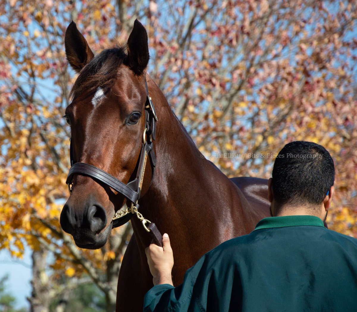 _Leila_Elliott_'s tweet image. ✈️ Howdy, #Flightline! @LanesEndFarms