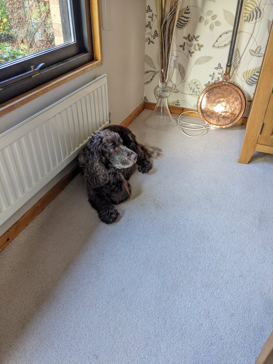LettsyYeah's tweet photo. @BSLBPodcast @BeanMallard Meet another Muzzy, dog this time though. https://t.co/9xlfVZ1Qr0