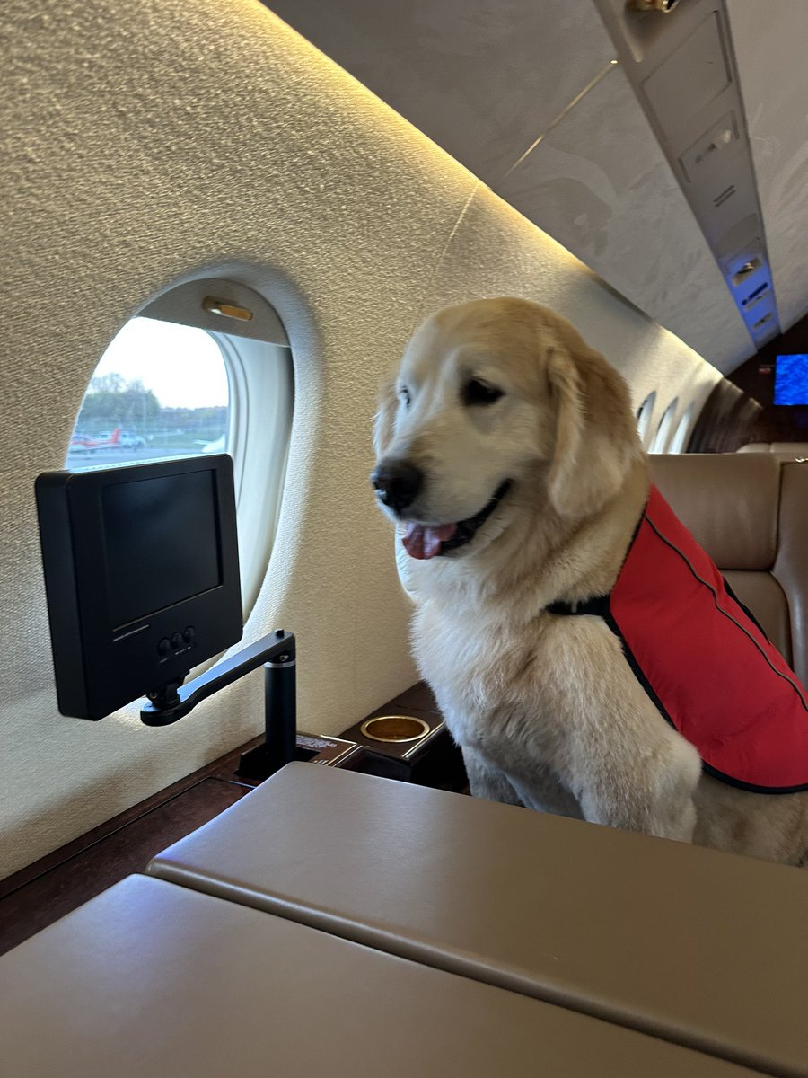 Uh oh. He’s back and he’s officially an ESA animal now. Actually has been that for me for 9 years but he’s official now. So lucky to have him by my side this week. Headed to the Windy City! #BigBen