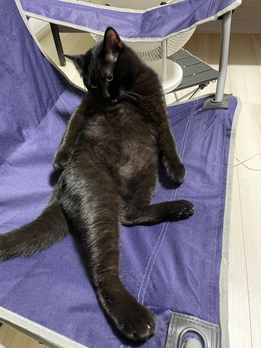 powderdaimaoh's tweet photo. ぽっちゃり小悪魔系グラドル  ヴィヴィ
#黒猫まみれ4 https://t.co/9hqi88KtYw