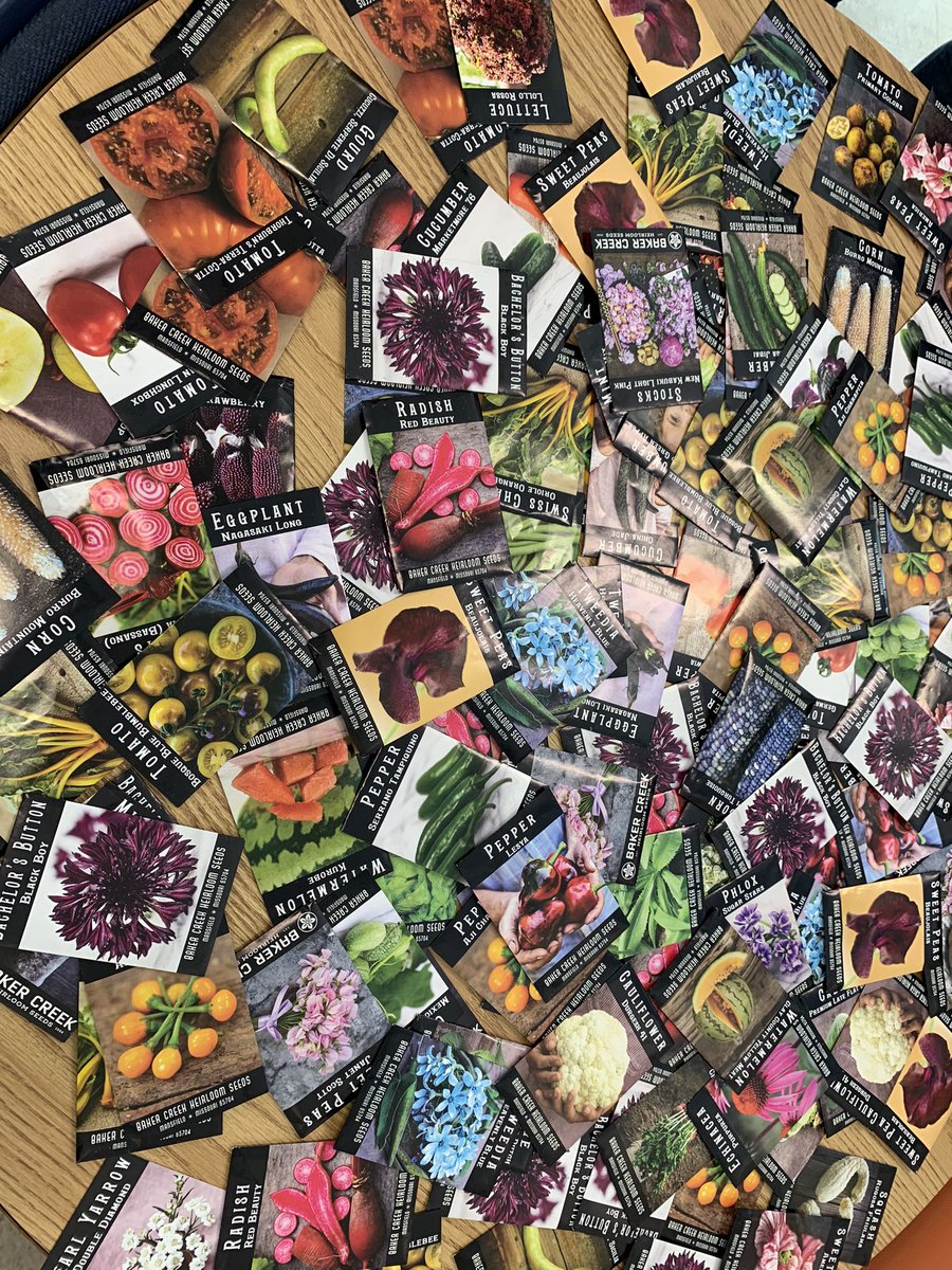 GardenMort's tweet photo. @Mort_Manatees would like to express our gratitude to @rareseeds for their generous seed donation! 🙌🏼 Your kindness will allow us to continue to #bloom! 🌸 Pink and blue corn…what??!! 😳 We are so excited to grow everything! @HillsboroughSch #schoolgarden https://t.co/F5h3ewNP6n