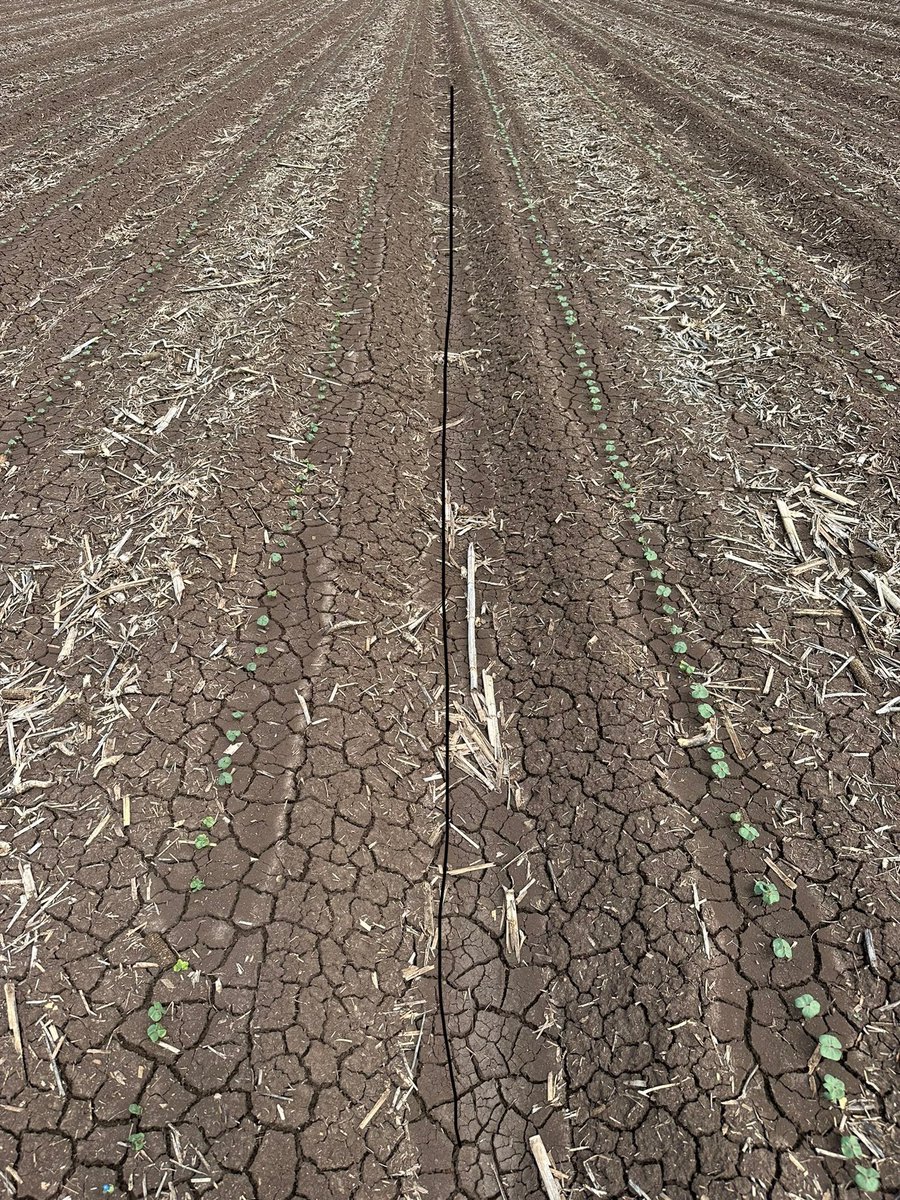 Cotton on right treated with Endofuse. Rotation was corn, short fallowed into canola, and then long fallowed into cotton #endofuse #cotton #AMF #earlyvigour