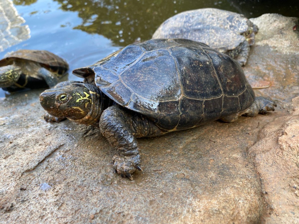 shirawatsuyoshi's tweet photo. 終活の一環で、飼っているミシシッピアカミミガメやクサガメの引き取り依頼が増加しています。
やむ負えない緊急でなければ、できる事なら春まで待って暖かくなる時期に連れて来て頂きたいです。

ずっと室内で飼われていたカメを秋から野外池に入れるのは避けたいのです。カメだって寒いんです。 https://t.co/XuIb6UgT5l