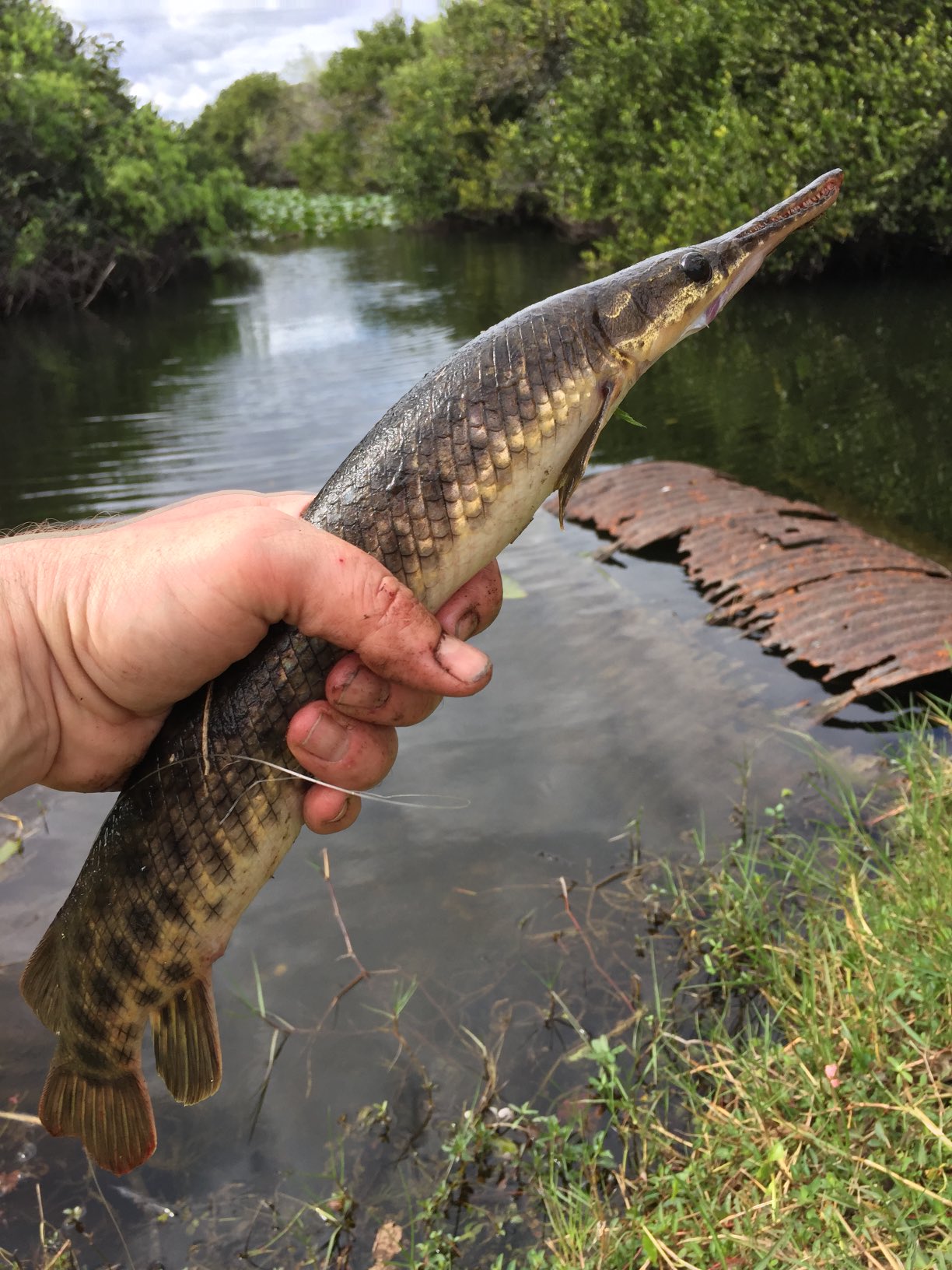 Matthew L. Miller on X: Florida gar. Fishing for this species in the  Everglades can be crazy, a bite-on-every-cast type situation. Just be sure  to change locations every few fish or you'll