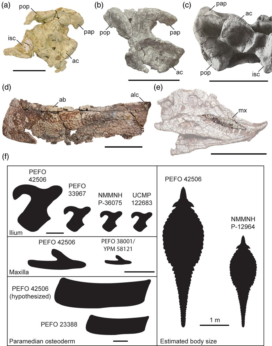 Aetosaurs and their size mystery! New find in Petrified Forest National Park, Arizona, reveals a colossal Typothorax coccinarum, twice the size of others. But size ≠ maturity! New study by @chinleana, William Reyes &amp; <a href="/NotThatMarsh/">Adam Marsh</a>: doi.org/10.1002/ar.253…
#FossilFriday