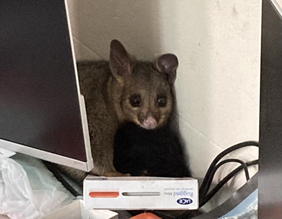 HomesteadAg's tweet image. This little guy had fallen down the chimney &amp;amp; taken shelter behind my computer screens. Some gardening gloves, a thick shirt, a beach towel, &amp;amp; a slight skirmish later he’s released into the garden &amp;amp; I can get to work. Might need to clean off the computer screen first! 

#possum