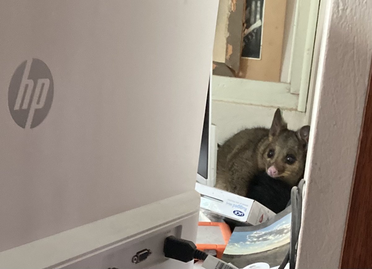 HomesteadAg's tweet image. This little guy had fallen down the chimney &amp;amp; taken shelter behind my computer screens. Some gardening gloves, a thick shirt, a beach towel, &amp;amp; a slight skirmish later he’s released into the garden &amp;amp; I can get to work. Might need to clean off the computer screen first! 

#possum
