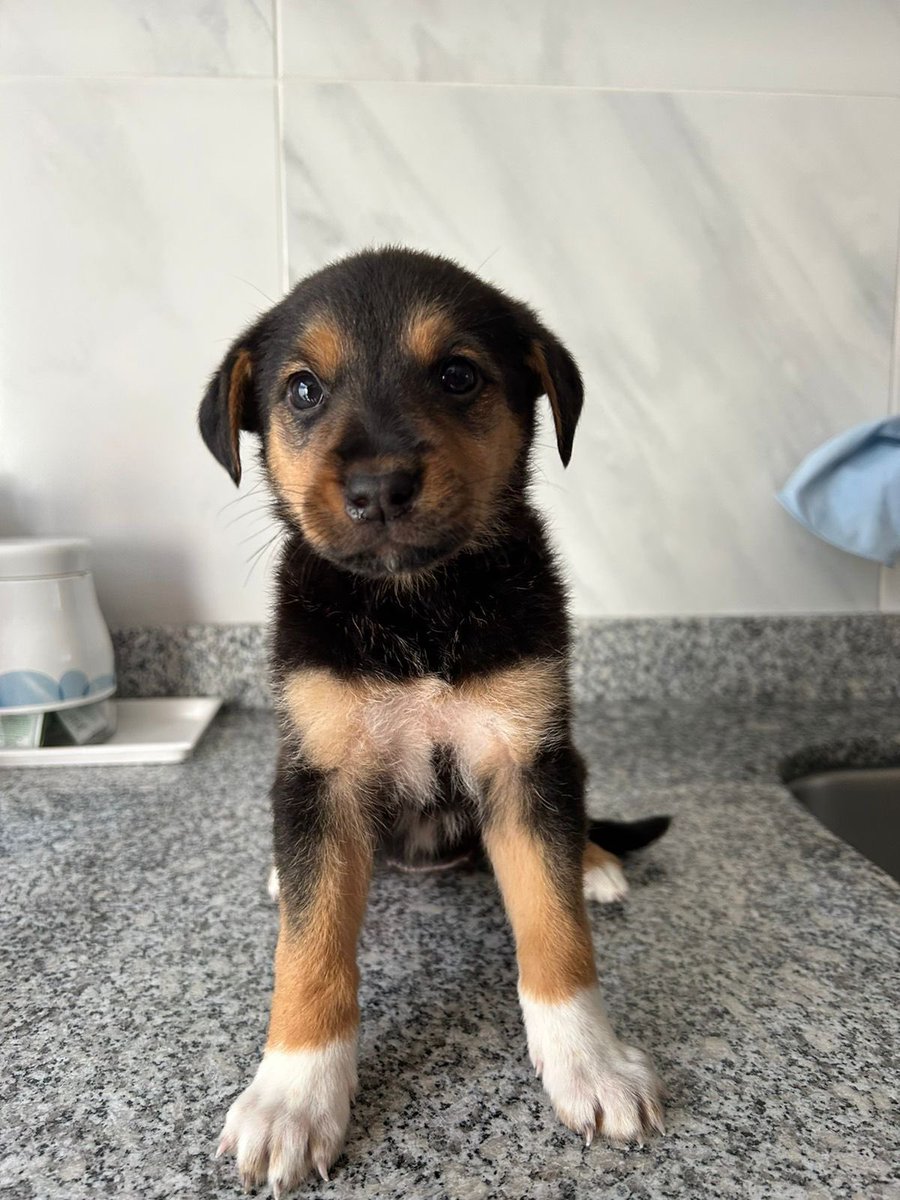 Alina_Gag's tweet image. Hola soy Bruna y soy la única cachorrita que sobrevivió de mi camada 😞

Mis hermanxs murieron. Enfermaron y nadie pudo ayudarles. Y yo por suerte viví. Pero pues aquí siento que cualquier día podría enfermar y correr la misma suerte 😞

Me están ayudando a buscar una familia