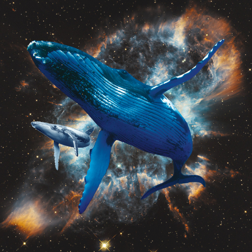 SPACE WHALES tweet media