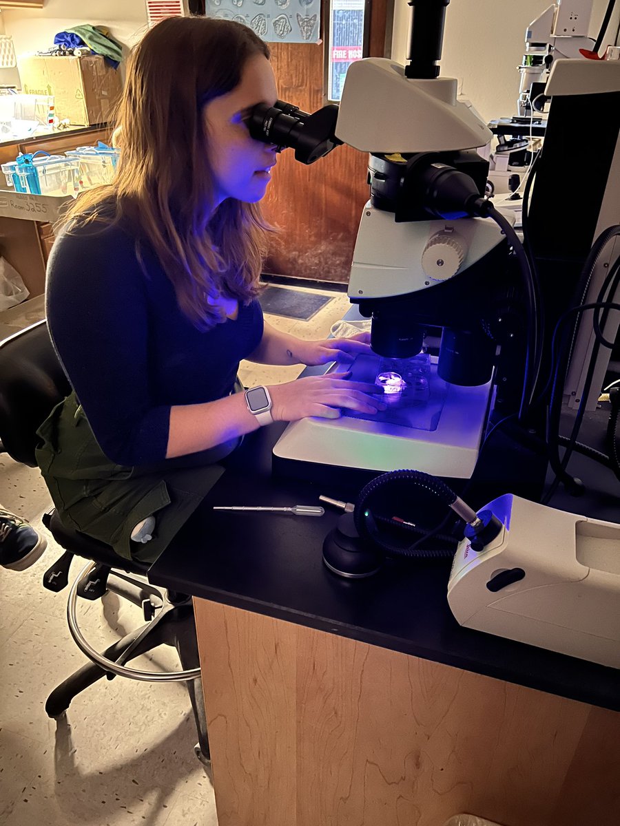 Urchin screening with @ChloeJenniches and the rest of the lab. 5 month old pictus are big enough to spawn and fit perfectly in six well plates. Some special ones in this batch!