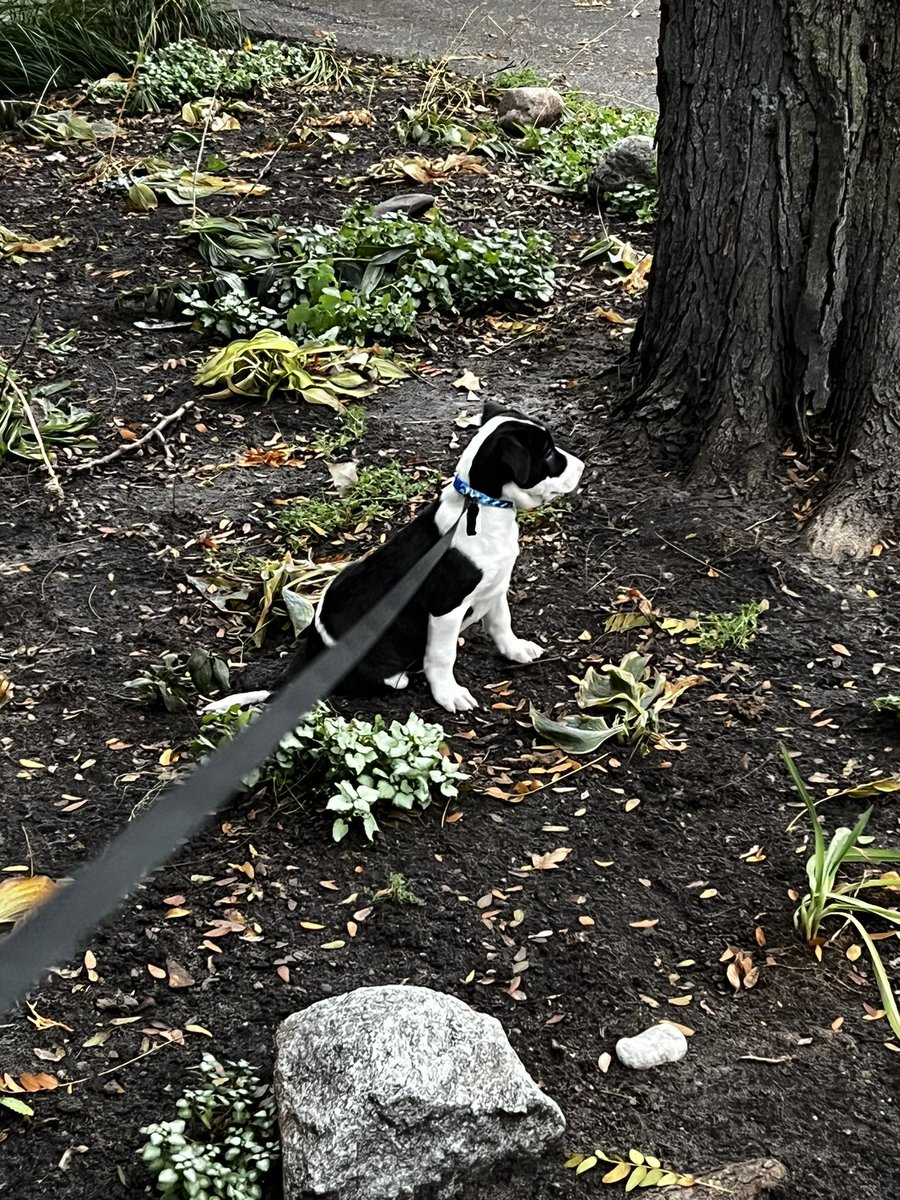 Y’all. Please say hello to Jasper, nėe Jonas 🥰