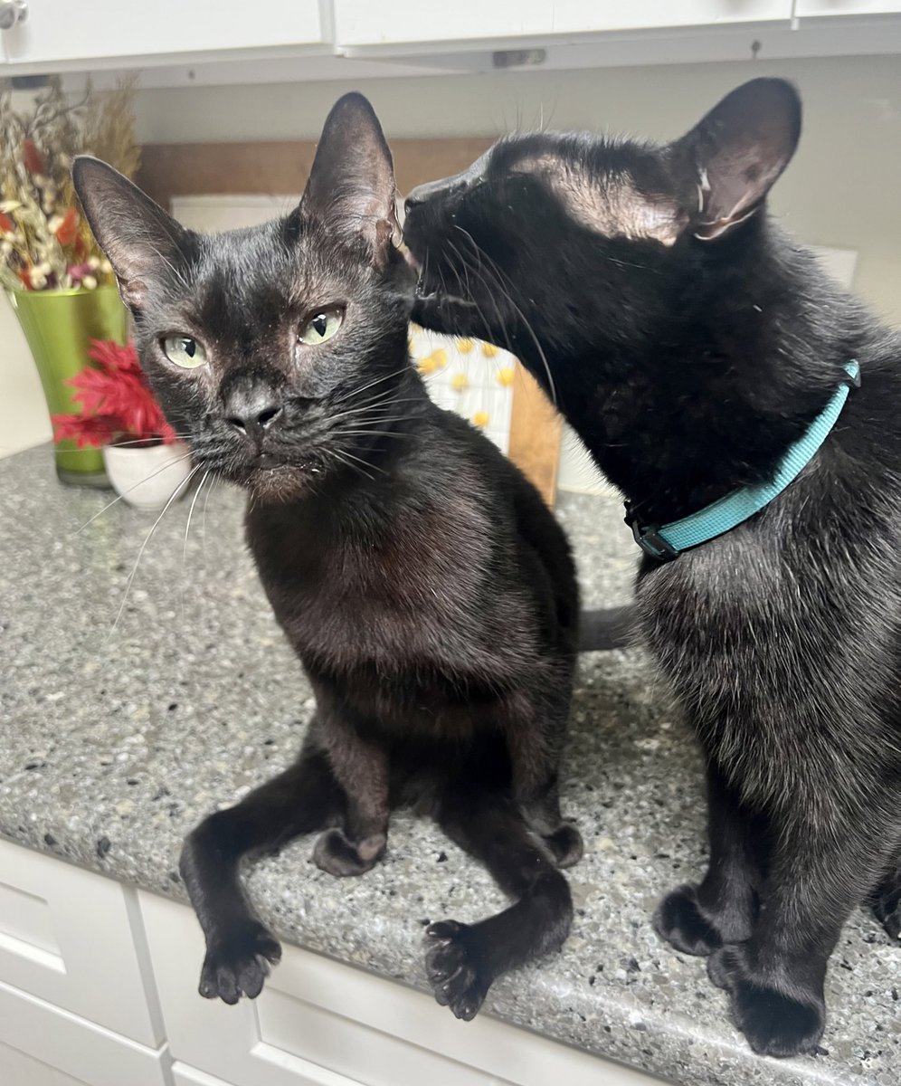 AmbassadorAries's tweet image. Your secret is safe with me, Jack. I won’t tell. 🤫 🤐 #WednesdayWisdom #catsoffacebook #blackcats