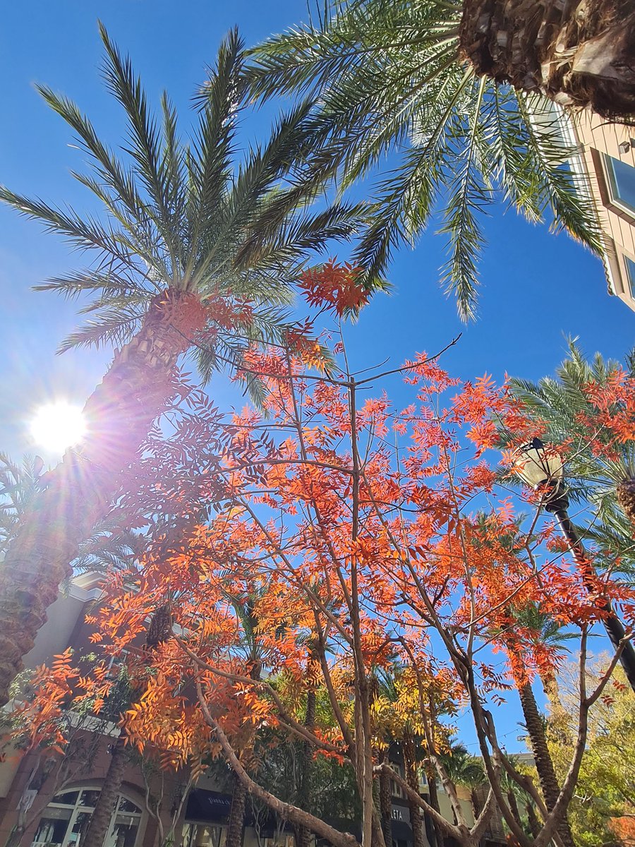 Snow on Mt. Charleston + those vibrant trees!🍁
#snow #mtcharleston #autumnvibes #sunshine #autumnleaves #fall #lovewalking #autumn #seasonschange #windyday #NVWx #Henderson #LasVegas @SamArgier @ChloeNews3LV @BillBellis @RobMayeda @TerryMcSweeney @danncianca