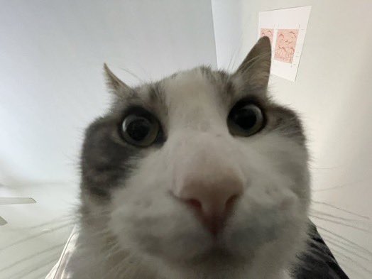 cat selfie wide angle