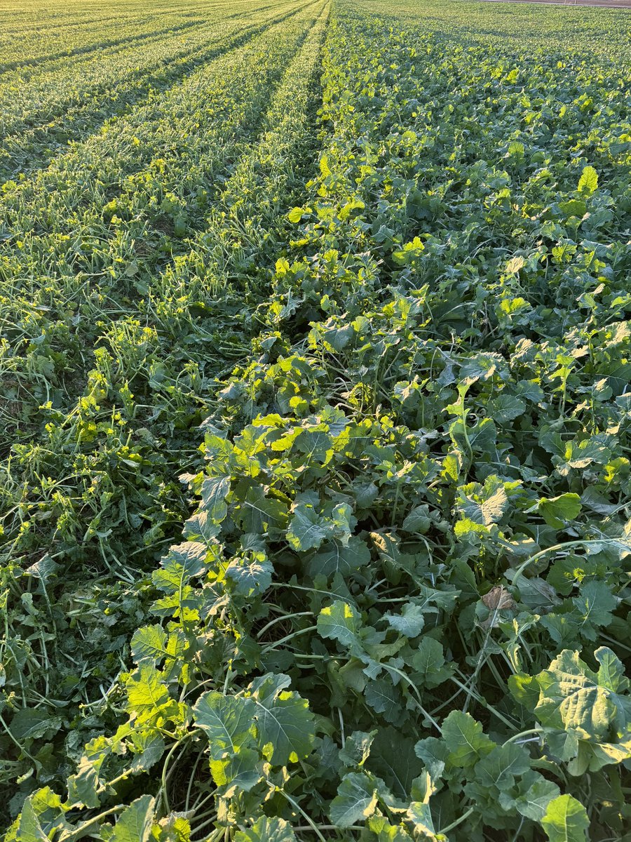 Logan Hoeft tweet media