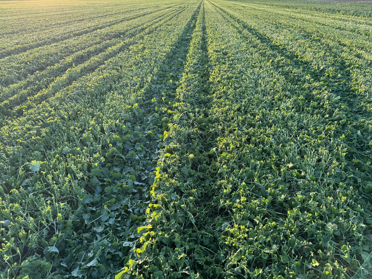 Logan Hoeft tweet media