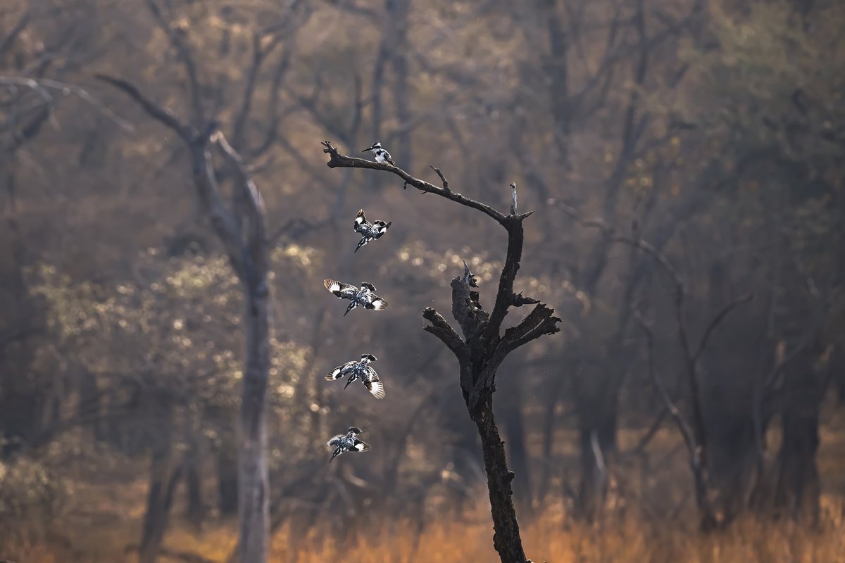 NikonIndia's tweet photo. Here is an interesting series by our #NikonCreator Lalit Rajora that showcases different species of birds clicked with Nikon Z f using NIKKOR Z 180-600mm f/5.6-6.3 VR

For information on products, offers and more, visit https://t.co/K2M19wsd9B

#Nikon #Zf #Zseries #nikonindia #BirdPhotography
