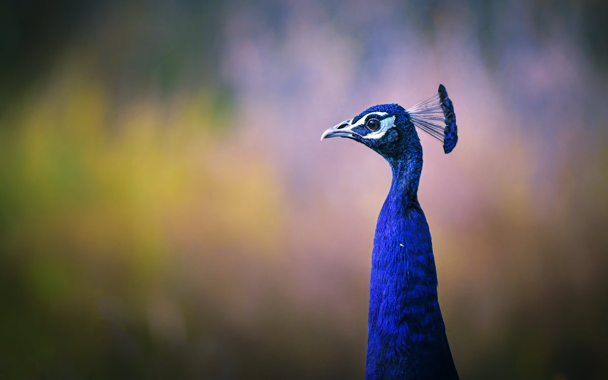 NikonIndia's tweet photo. Here is an interesting series by our #NikonCreator Lalit Rajora that showcases different species of birds clicked with Nikon Z f using NIKKOR Z 180-600mm f/5.6-6.3 VR

For information on products, offers and more, visit https://t.co/K2M19wsd9B

#Nikon #Zf #Zseries #nikonindia #BirdPhotography